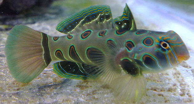 Synchiropus Picturatus