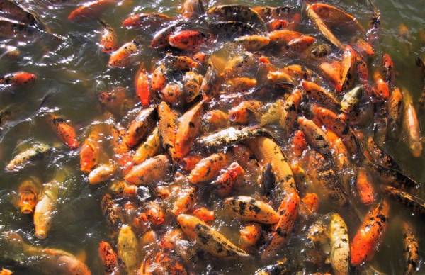 Riproduzione del pesce rosso in cattivit acquaportal for Pesci rossi laghetto