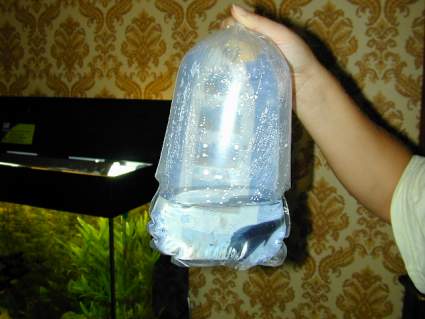 Come introdurre i pesci in acquario