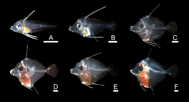 riproduzione zebrasoma flavescens riproduzione zebrasoma flavescens