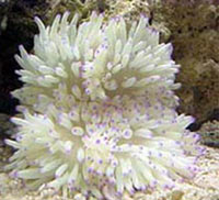anemoni Heteractis anemoni Heteractis