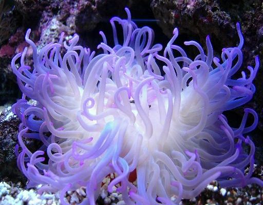 Anemone e Pagliaccio