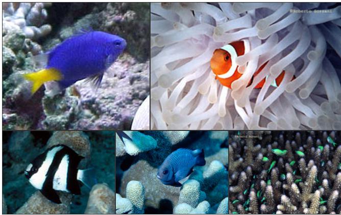 Plafoniere Led Per Nanoreef : Plafoniere led per nanoreef: roleadro lampada acquario 165w wifi