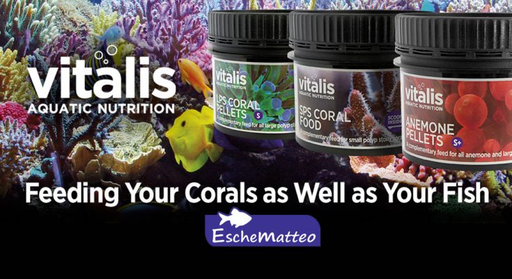 mangimi vitalis