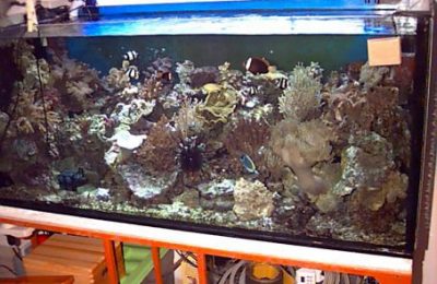 L'acquario di Sandro Riente