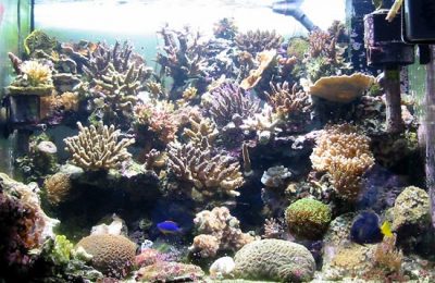 acquario di Gilberto Hassan