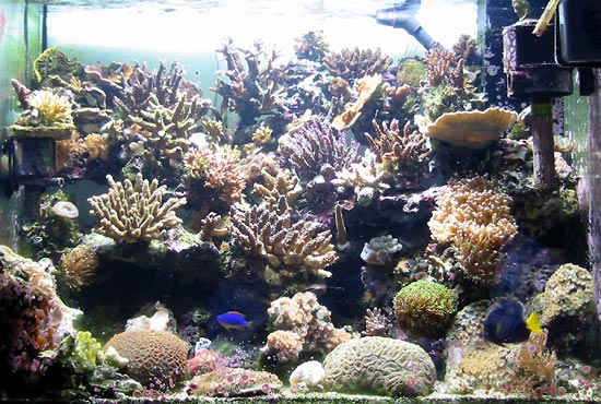 acquario di Gilberto Hassan