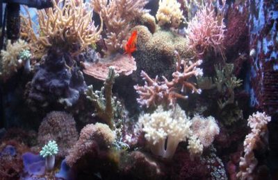 L'acquario di Simone Balasso