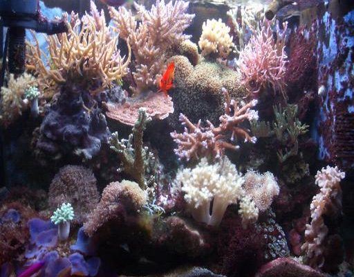 L'acquario di Simone Balasso