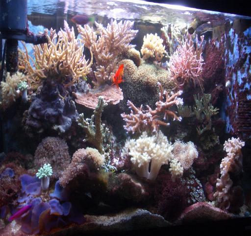 L'acquario di Simone Balasso L'acquario di Simone Balasso