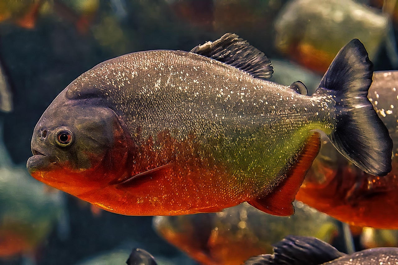 Piranha: la guida completa - Pagina 3 di 4 - acquaportal