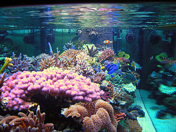 L'acquario di Paolo Cazzato