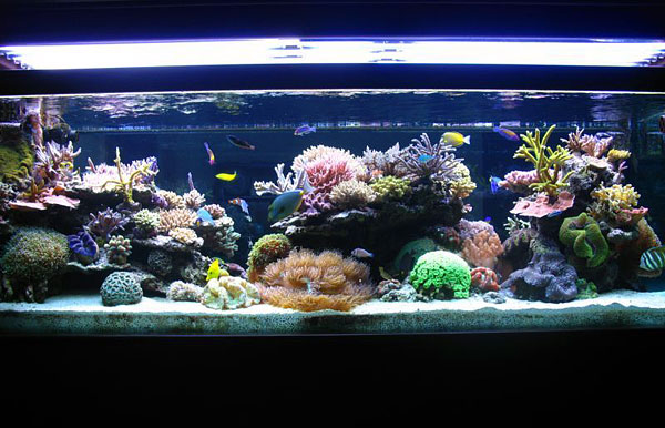 L'acquario di Paolo Cazzato