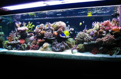 L'acquario di Paolo Cazzato