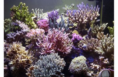 L'acquario di Eleonora Prevelato
