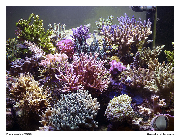 L'acquario di Eleonora Prevelato