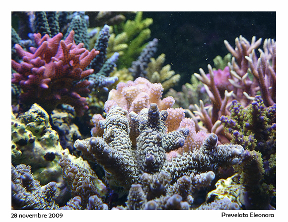 L'acquario di Eleonora Prevelato