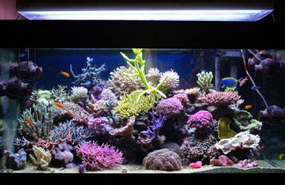 L'acquario di Massimoa