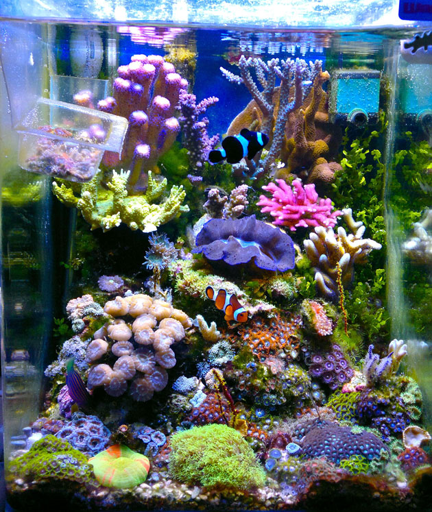 acquario di Nicola Musacchio acquario di Nicola Musacchio
