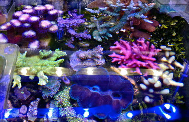 acquario di Nicola Musacchio acquario di Nicola Musacchio