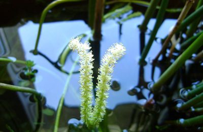 black moor orifiamma