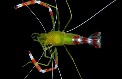Nano-shrimps Stenopus