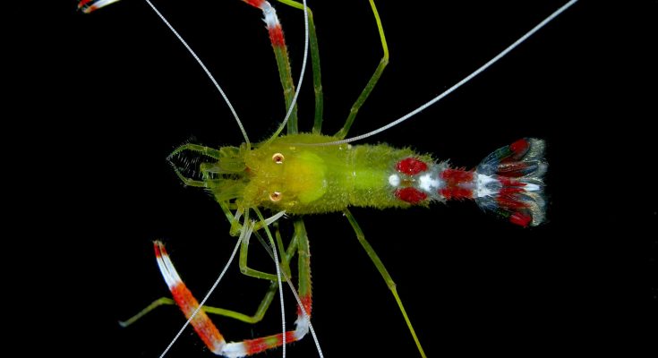 Nano-shrimps Stenopus
