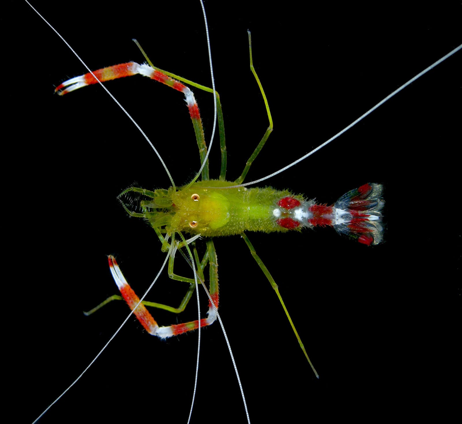 Gamberetti Neon Arcobaleno (20 Pz) + 12 Foglie Di Mandorlo Marino | Per Acquari, Ideali Per Principianti | Colorati E Facili Da Allevare