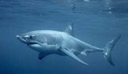 Squalo bianco