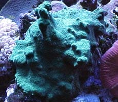 L'acquario di Tiziano Elia