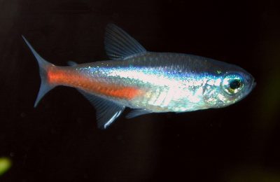 Paracheirodon Innesi