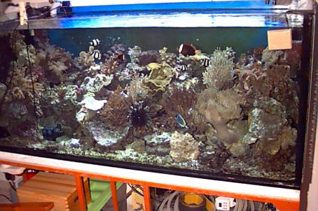 L'acquario di Sandro Riente L'acquario di Sandro Riente