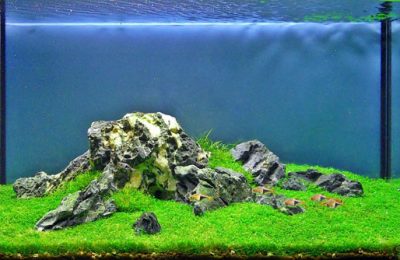 Aquascaping