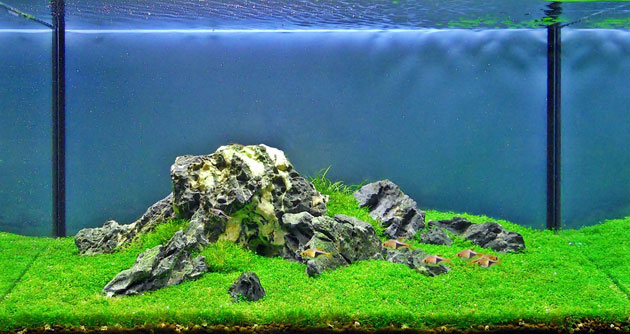 Aquascaping