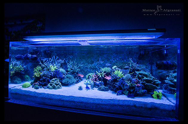 acquario di Simone Salvatori