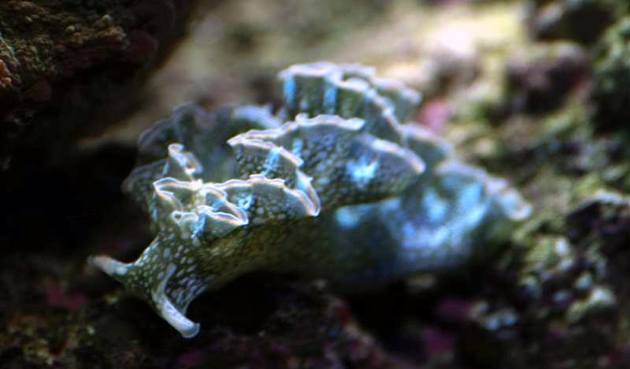 Elysia Crispata nudibranco Elysia Crispata