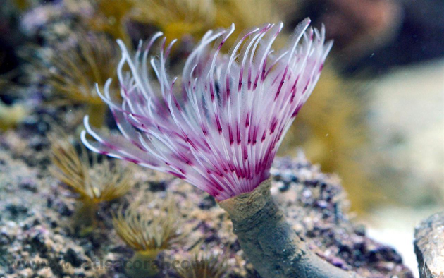 Spirografi in acquario Sabellastarte