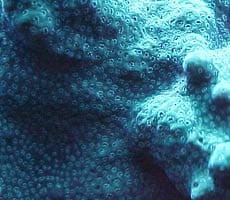 acquario di Tiziano Elia