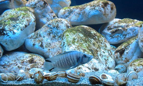 riproduzione di Lepidiolamprologus boulengeri