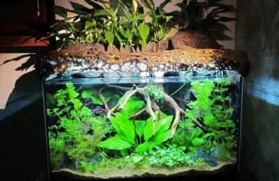 L'acquario di Massimo Tavazzi