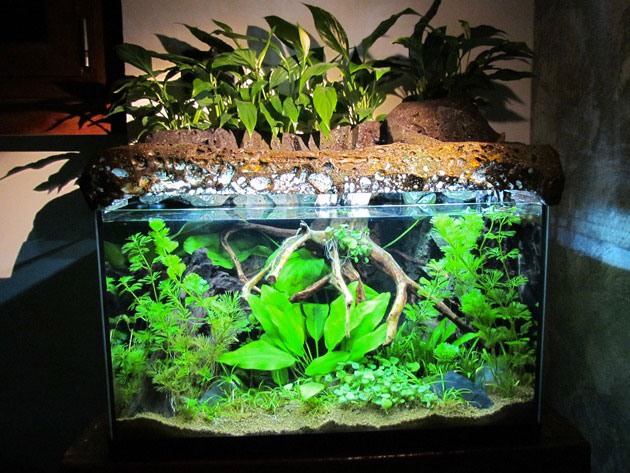 L'acquario di Massimo Tavazzi L'acquario di Massimo Tavazzi