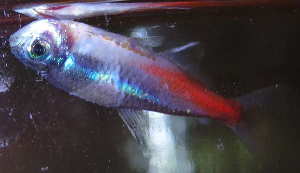 Plistophora hyphessobryconis