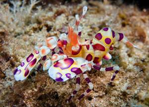 Nano-shrimps Hymenocera