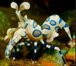 Nano-shrimps Hymenocera Nano-shrimps Hymenocera