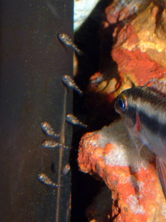Il Pelvicachromis Pulcher