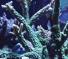 L'acquario di Tiziano Elia