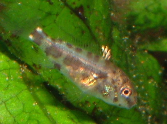 Il Pelvicachromis Pulcher