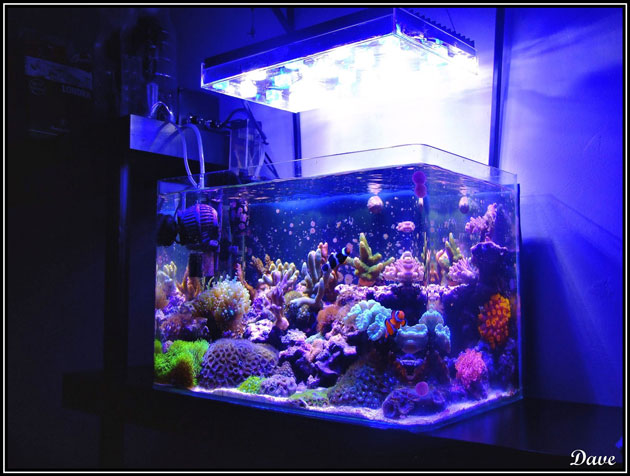 L'acquario di Davide Silvi L'acquario di Davide Silvi