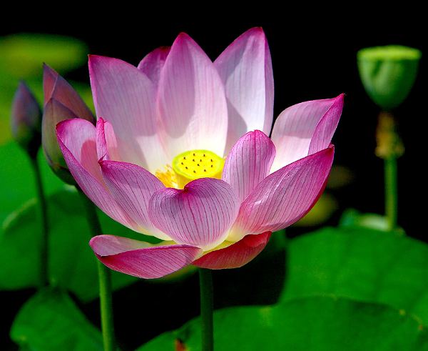 Ninfea lotus pianta da leghetto