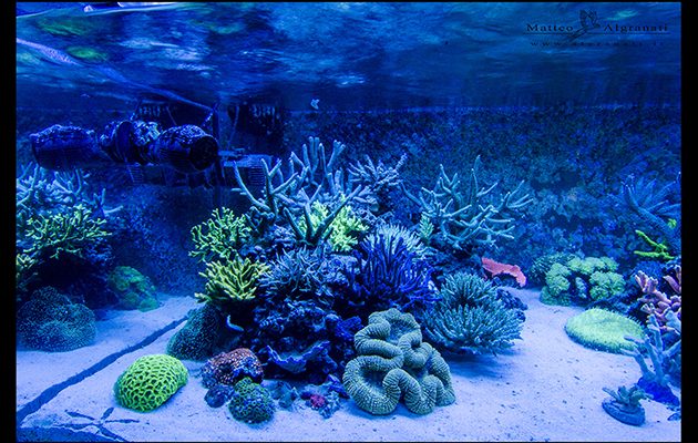 acquario di Simone Salvatori